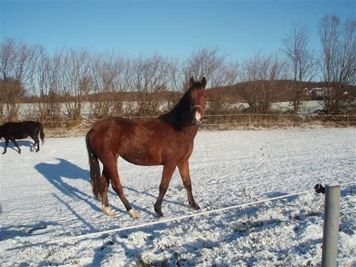 Oldenborg Filippa "Himmelhest" billede 12