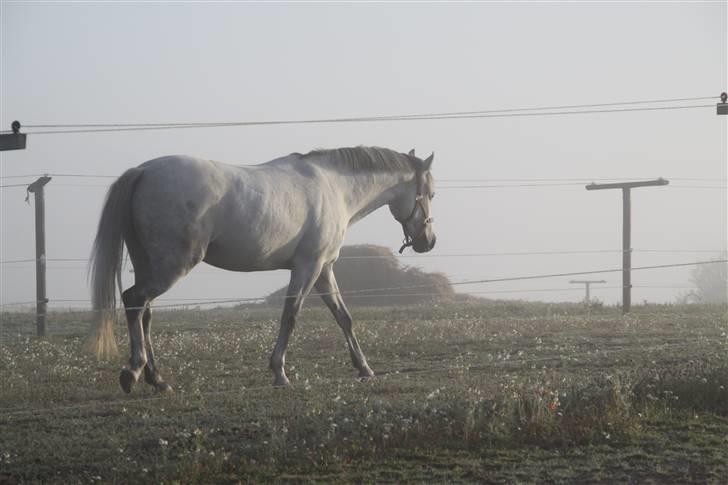 New Forest Firfod Fiol - Tidlig lørdag morgen i sep. 6.45.. billede 5