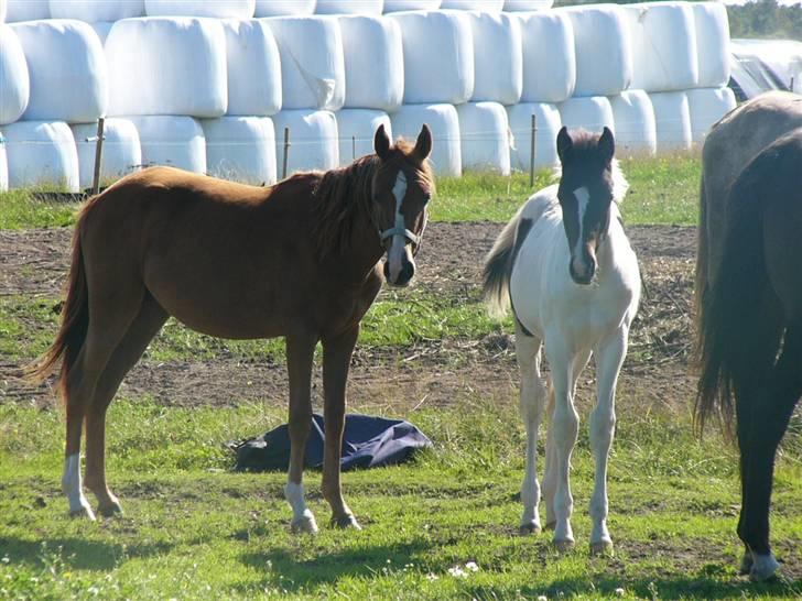 Pinto Mr Paintball billede 14
