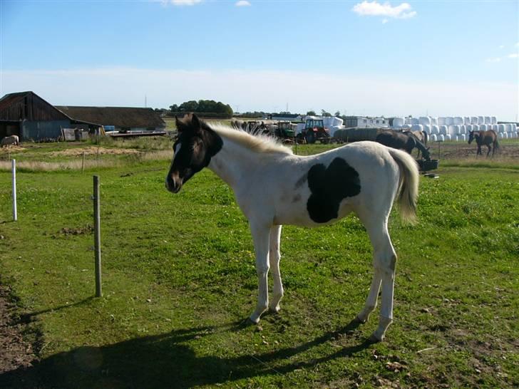 Pinto Mr Paintball billede 16