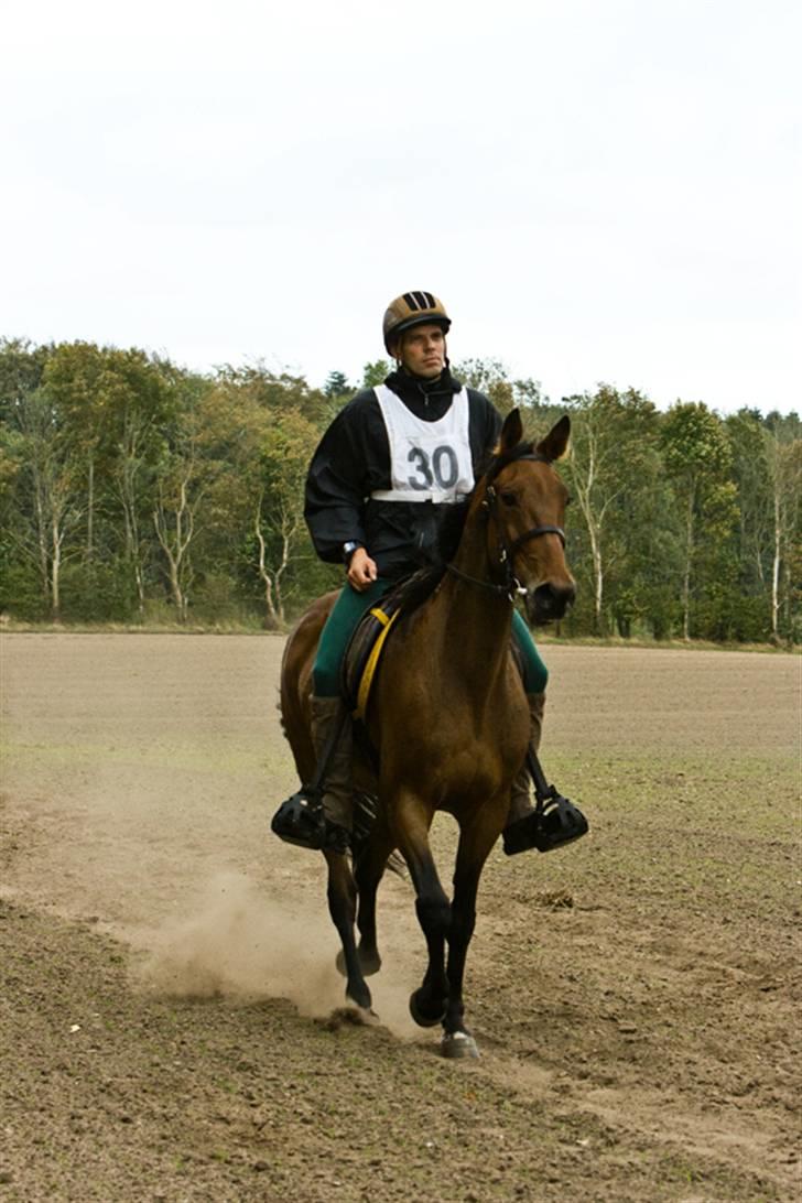 Traver zonny - dronninglund 5/9 2009 billede 2