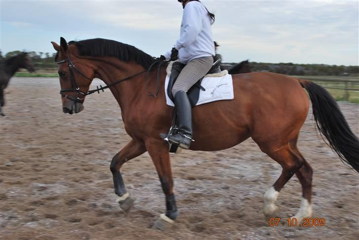 Dansk Varmblod Shirley R.I.P Fra d 21/10 billede 16