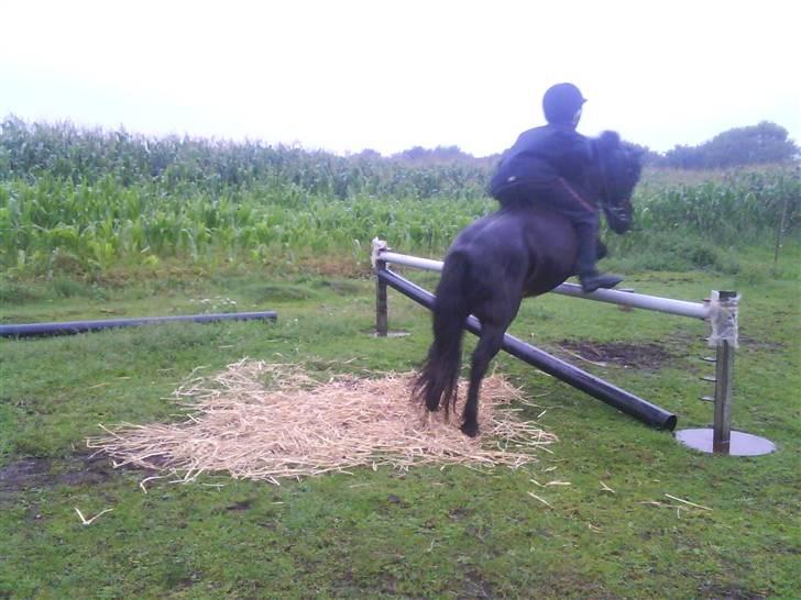 Shetlænder Dixie billede 3