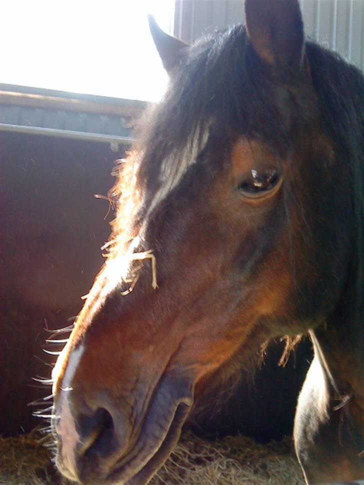 Welsh Cob (sec D) Talon Toreth *savnet* billede 15