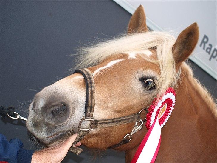 Haflinger FANNI  - 1plads i hammelev.  billede 11