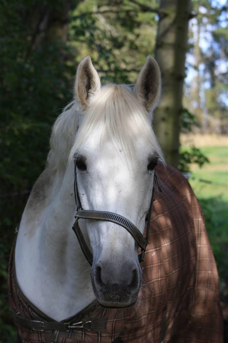 Connemara Tikærsgårds Dirch Solgt billede 9