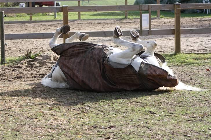 Connemara Tikærsgårds Dirch Solgt billede 10