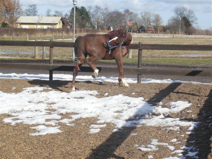 Arabisk fuldblod (OX) Carlos *goodbye my love* - løs på banen og uha hvor det dog klør bag på (; foto:mig. billede 8