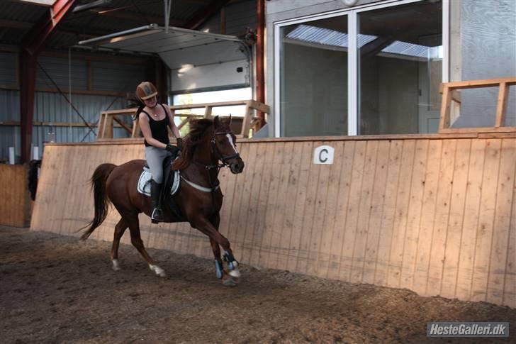 Arabisk fuldblod (OX) Carlos *goodbye my love* - en flyvende galop i svinget han er jo bare dygtig. sommer 09. foto:cat. billede 9