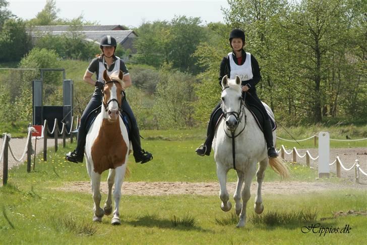 Anden særlig race Queenie* R.I.P.* billede 8