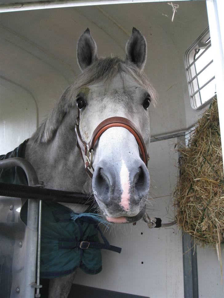 DSP Andy "SOLGT" - I traileren på vej til Fredericia billede 7