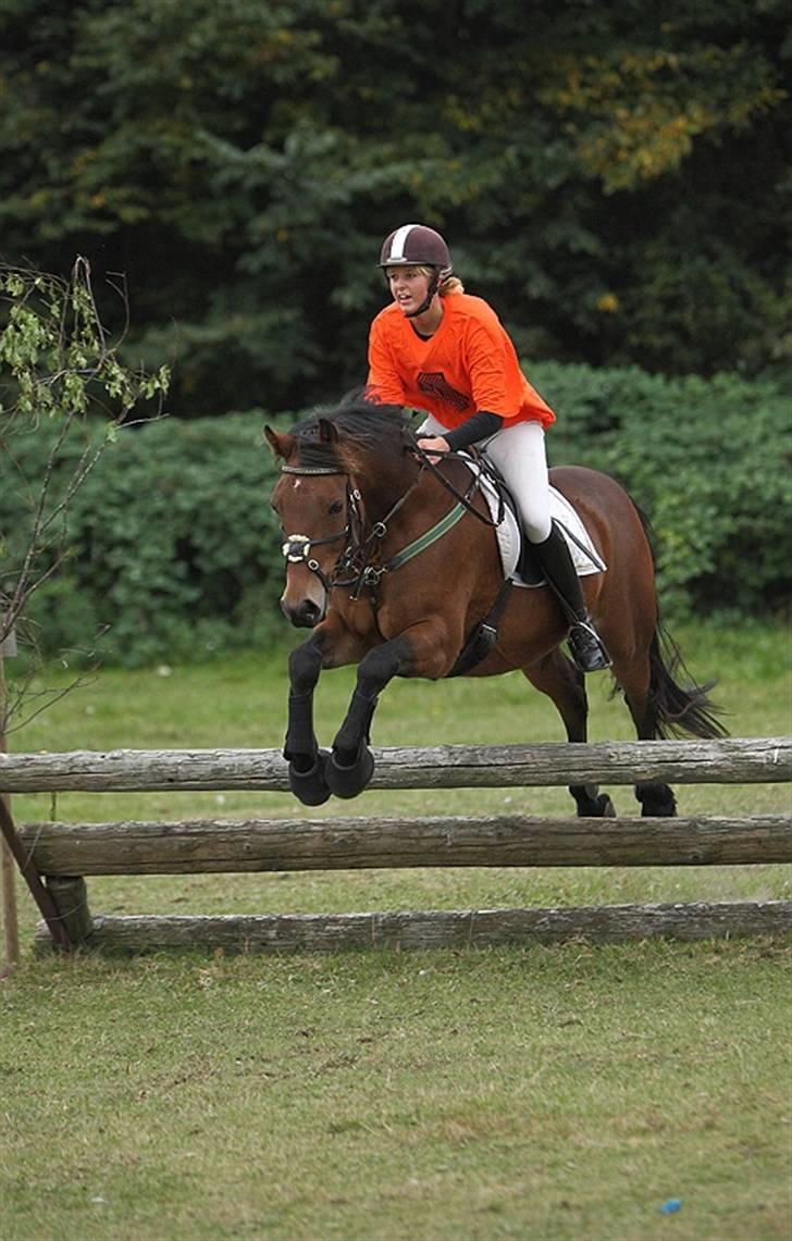 New Forest Kattingegårds My Boy billede 20
