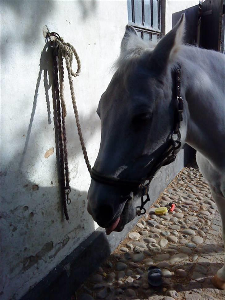 Pinto Charming Lady<3 Solgt :'( - 6, lady nyder det smukke  vejr, elsker hende (: billede 6