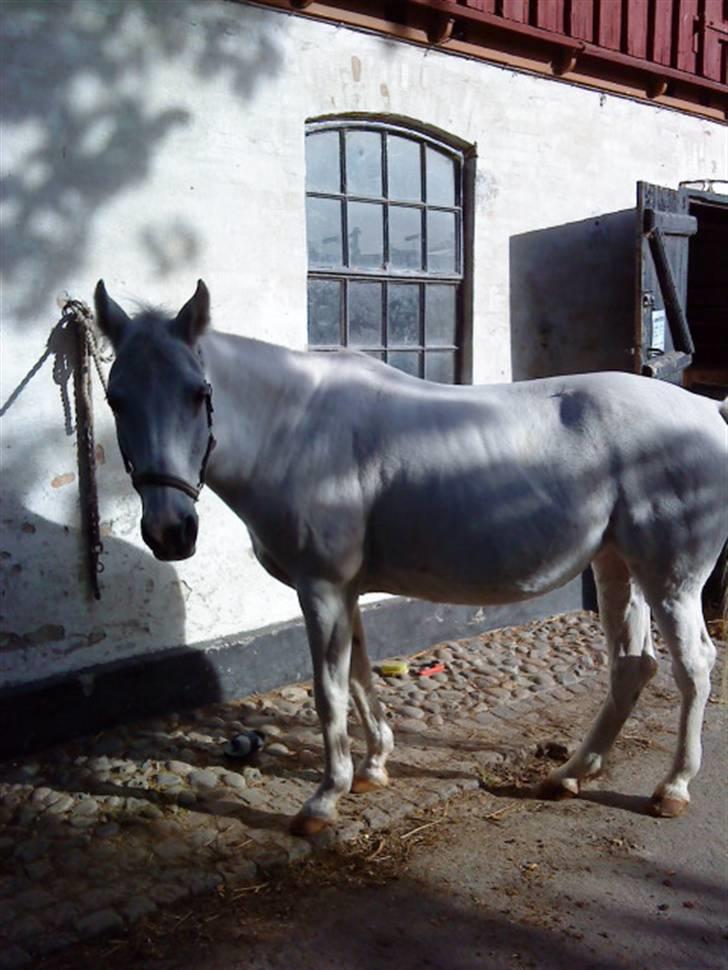 Pinto Charming Lady<3 Solgt :'( - 7, mig og lady nyder det dejlige vejr billede 7