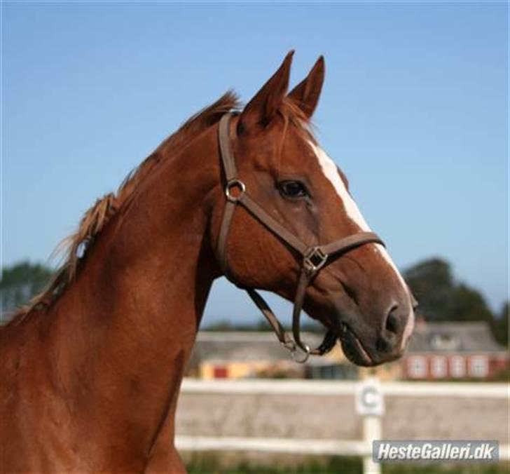 Dansk Varmblod Dondee *R.I.P* billede 1