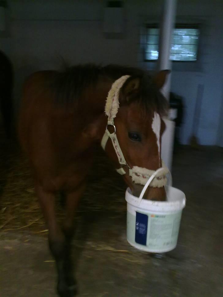 Anden særlig race Augustino - Følle der ikke kunne forstå, hvorfor spanden sad fast om mulen? :D billede 13