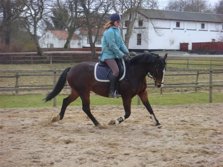 Trakehner Trapattoni  - Du er så flot min dreng <3 Fotograf: Kathrine billede 20