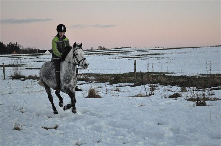 Anden særlig race Theis - VBP <3 - NYT!!!!!!´:) 12/12-10!<3 Drømme´ponyen og jeg(; // Foto mor!(; billede 11