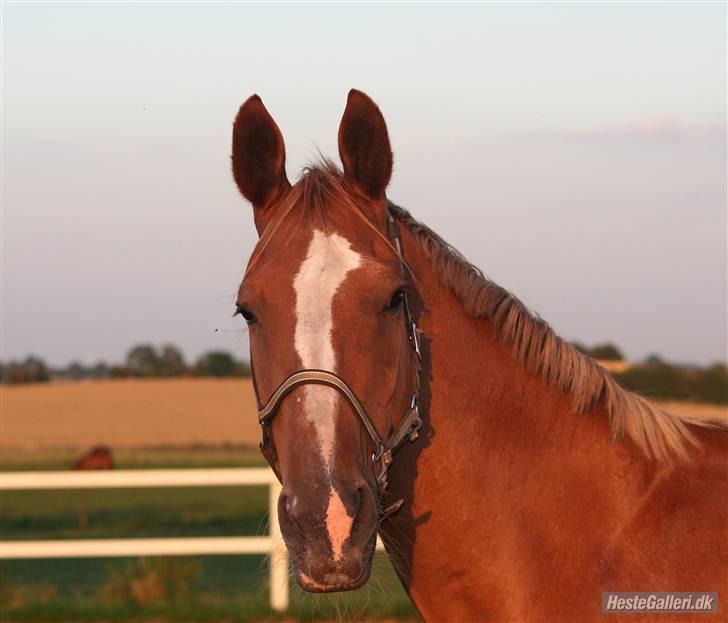 Dansk Varmblod Dondee *R.I.P* billede 2