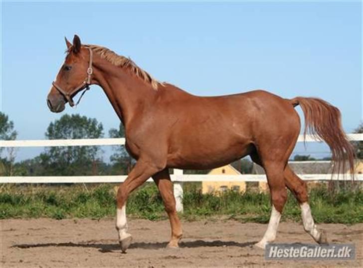 Dansk Varmblod Dondee *R.I.P* billede 3