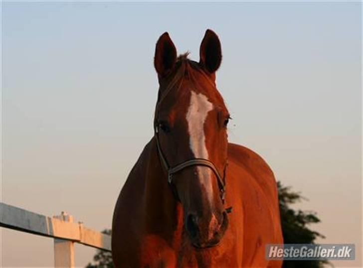 Dansk Varmblod Dondee *R.I.P* billede 4