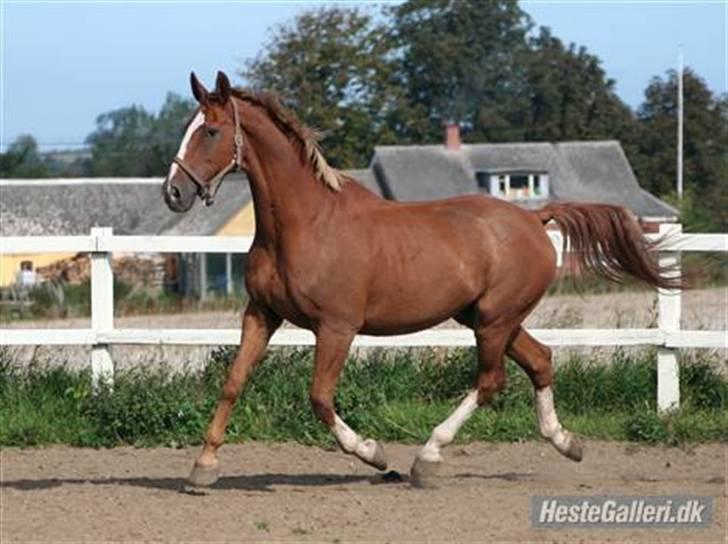 Dansk Varmblod Dondee *R.I.P* billede 5