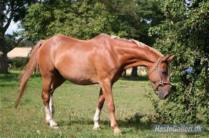 Dansk Varmblod Dondee *R.I.P* billede 6