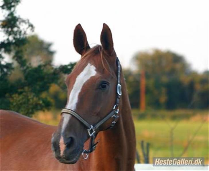 Dansk Varmblod Dondee *R.I.P* billede 7