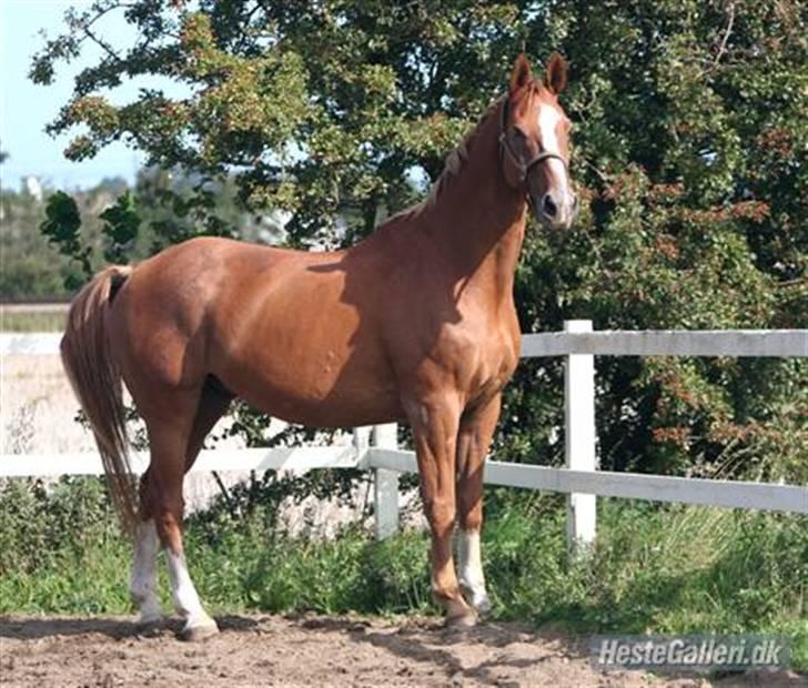 Dansk Varmblod Dondee *R.I.P* billede 8