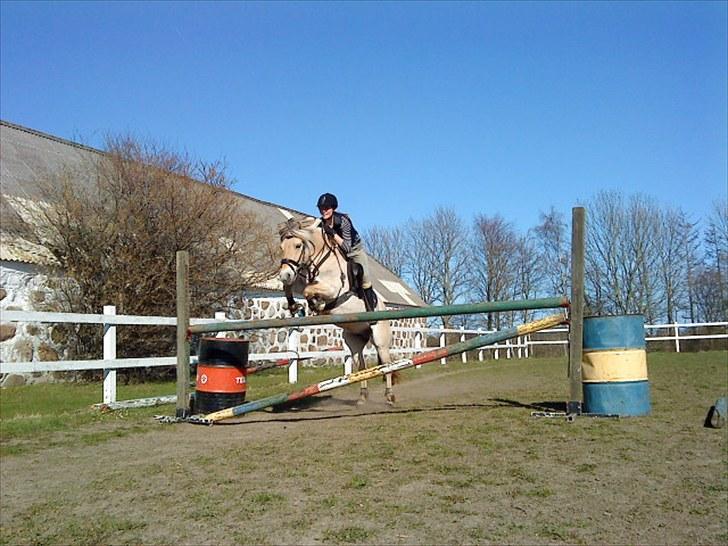 Fjordhest Rosetta *Den klareste stjerne på himlen!* - Springtræning, ca. 105cm :´) **VORES REKORD SAMMEN!** STJERNEPONY! R.I.P! billede 19