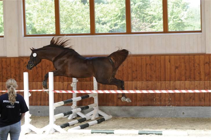 Arabisk fuldblod (OX) Wroclaw-AVLSHINGST- billede 19