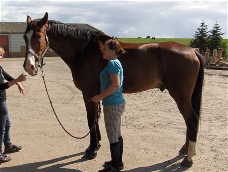 Hollandsk Varmblod Pamelius H - *R.I.P* - STOOR hest til lille mig !  billede 10