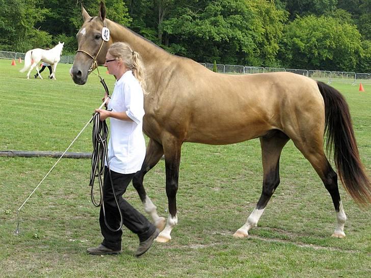 Akhal-Tekiner Gumbet-Shael billede 18