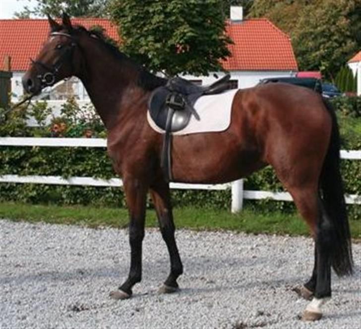 Dansk Varmblod Darling SOLGT billede 14