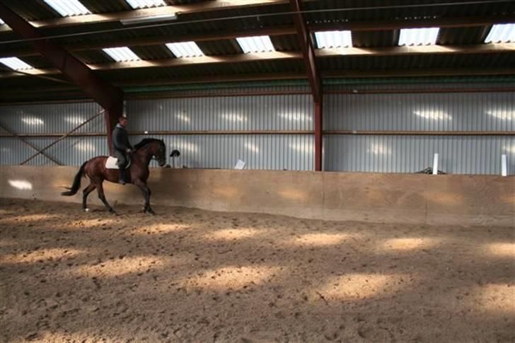 Dansk Varmblod Darling SOLGT billede 18
