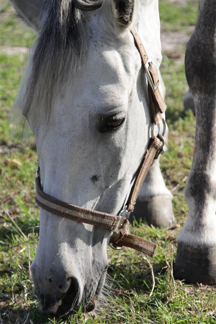 New Forest Firfod Fiol - uhm.. grønt græs. billede 6
