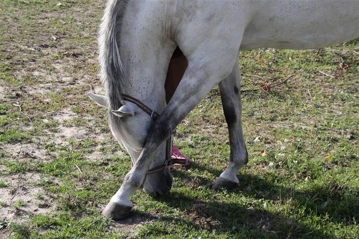 New Forest Firfod Fiol - Altså.. Det klør. billede 7