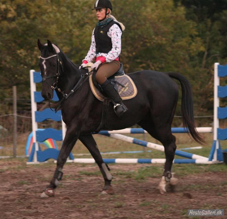 Hollandsk Varmblod Toledo - Til springundervisning (: FOTO: Nathia  billede 14