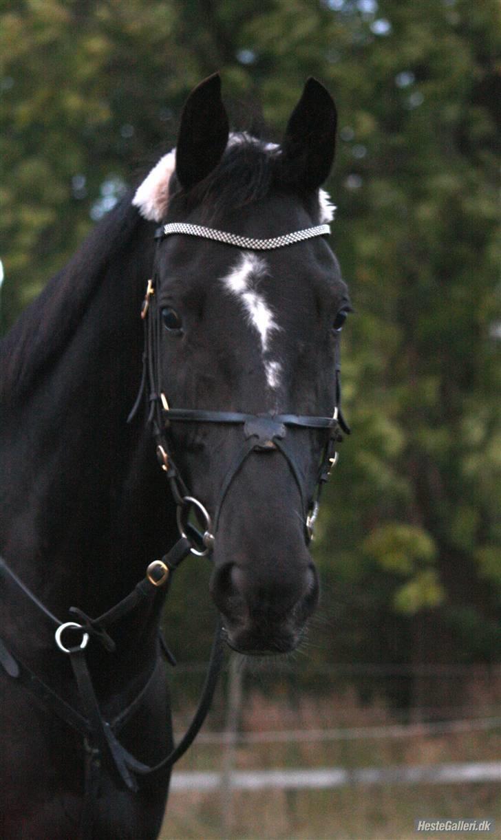 Hollandsk Varmblod Toledo - FOTO: Nathia  billede 15