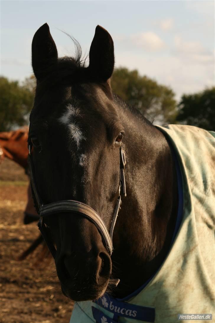 Hollandsk Varmblod Toledo - FOTO: Nathia billede 17