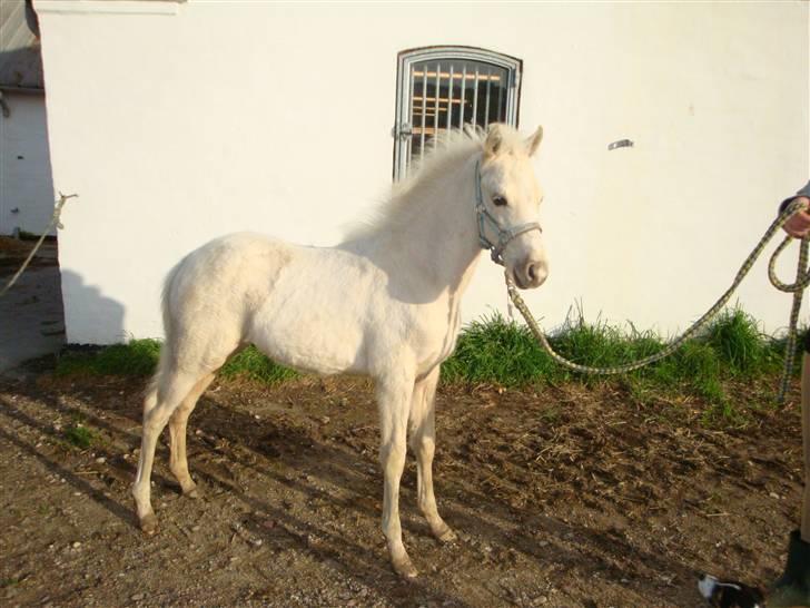 DSP Palermo - SOLGT - Palle 7/10-09 billede 19