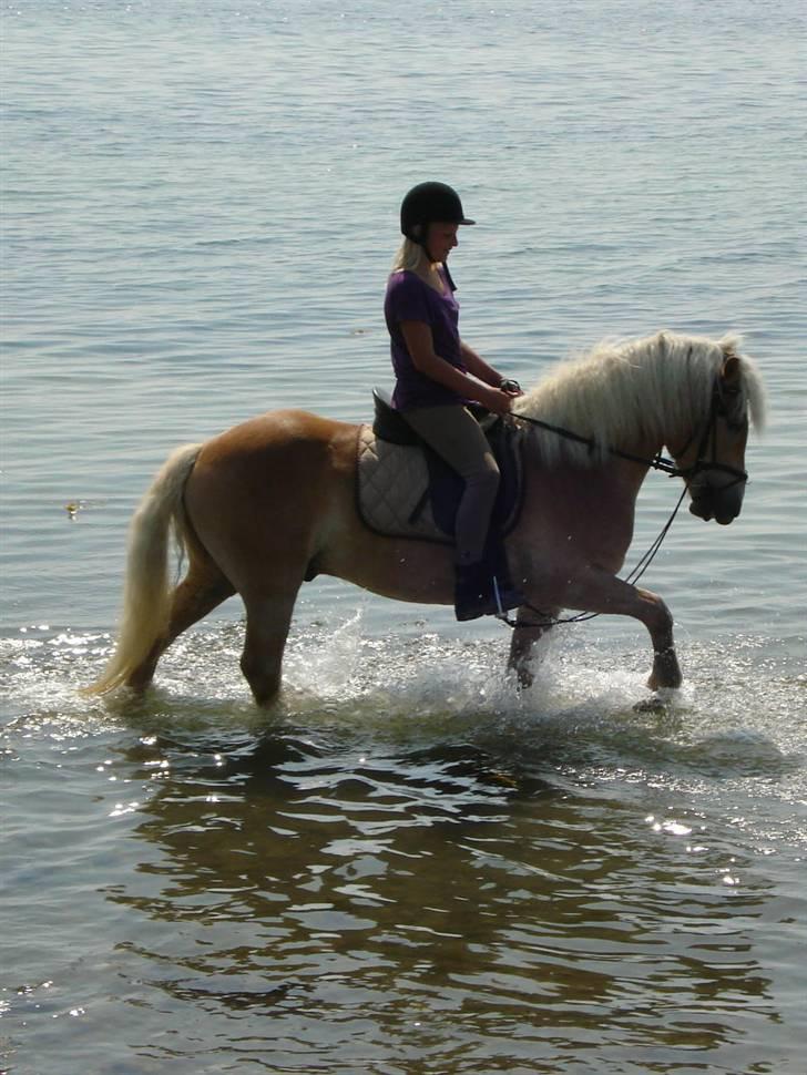 Haflinger Amigo  - Amigo og mig i vandet igen.. billede 14