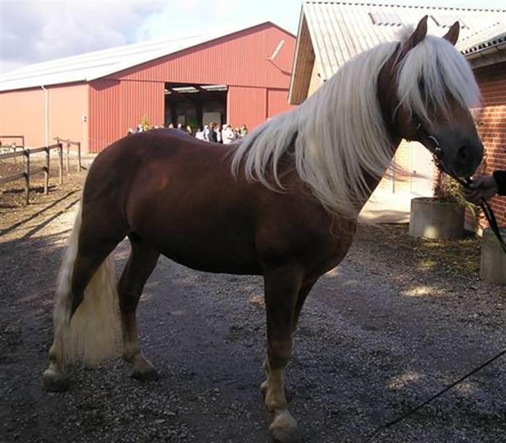 Haflinger Wito (basse)  billede 17