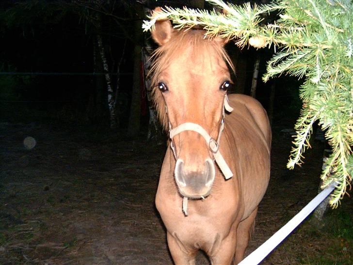 Anden særlig race Playboy billede 7