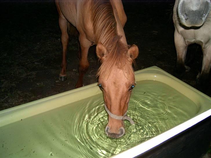 Anden særlig race Playboy billede 9