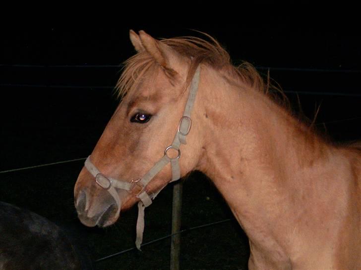 Anden særlig race Playboy billede 11