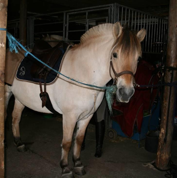 Fjordhest Gyvel Gudenå  billede 1