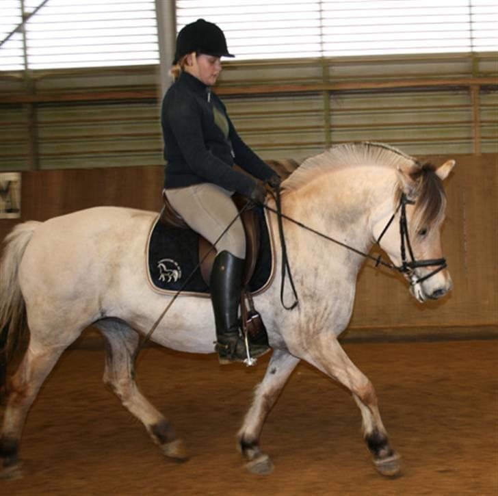 Fjordhest Gyvel Gudenå  billede 2