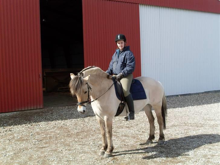 Fjordhest Gyvel Gudenå  billede 3