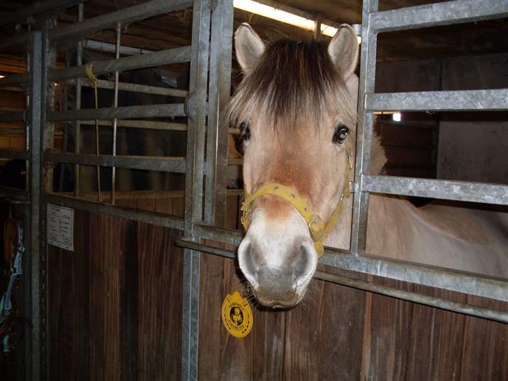 Fjordhest Gyvel Gudenå  billede 4